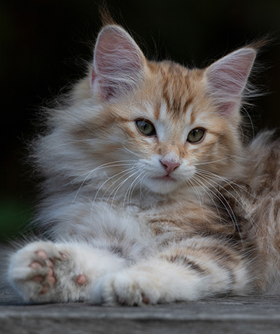 Rengar - 11 weeks old