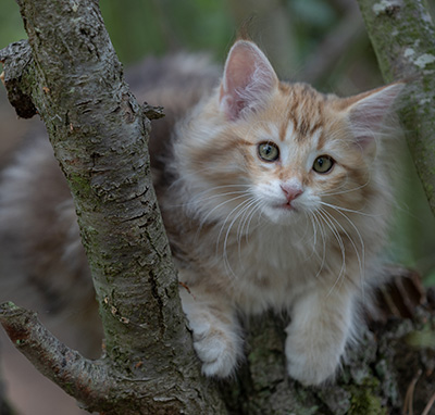 Rengar - 11 weeks old