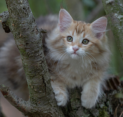 Rengar - 11 weeks old