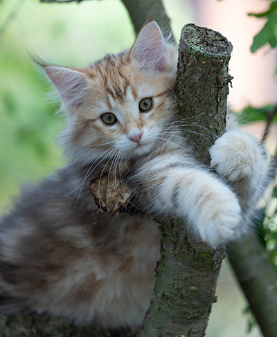 Rengar - 11 weeks old