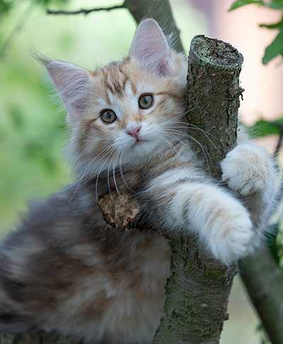 Rengar - 11 weeks old