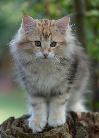 Rengar - 11 weeks old