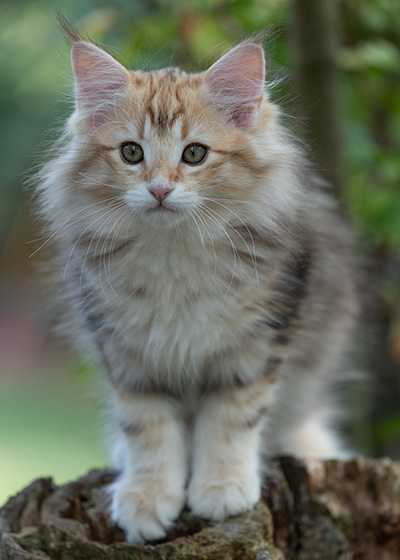 Rengar - 11 weeks old