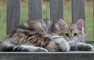 Rengar - 11 weeks old