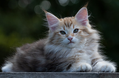 Rengar - 11 weeks old