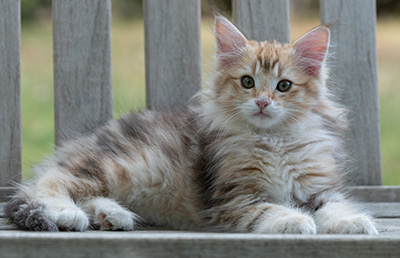 Rengar - 11 weeks old