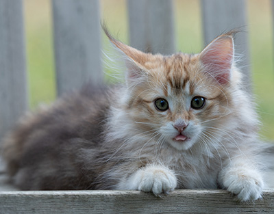 Rengar - 11 weeks old