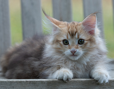 Rengar - 11 weeks old