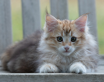 Rengar - 11 weeks old