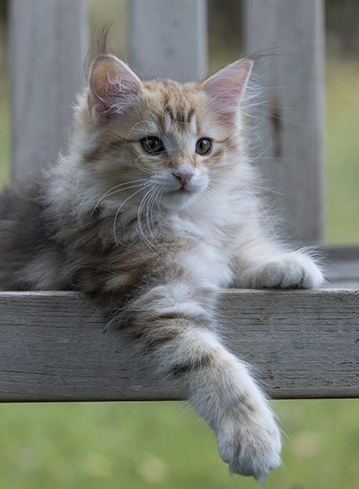 Rengar - 11 weeks old