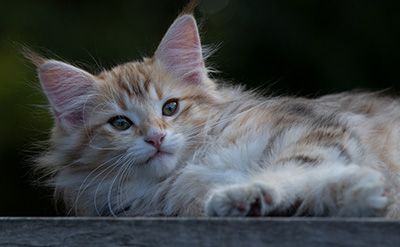 Rengar - 11 weeks old