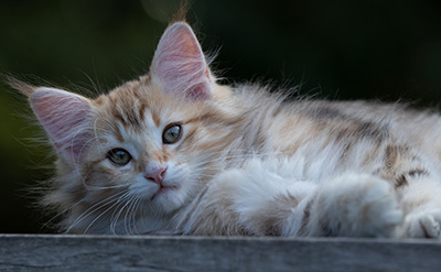 Rengar - 11 weeks old