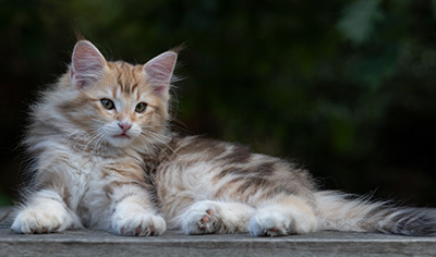 Rengar - 11 weeks old