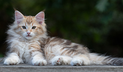 Rengar - 11 weeks old