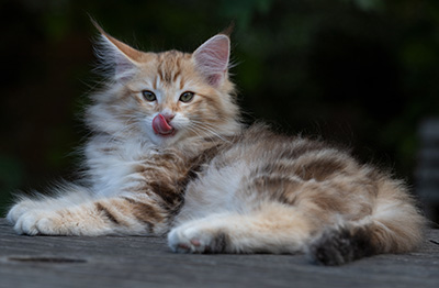 Rengar - 11 weeks old