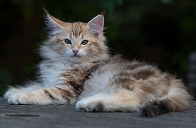 Rengar - 11 weeks old
