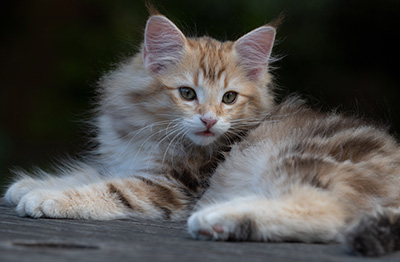 Rengar - 11 weeks old