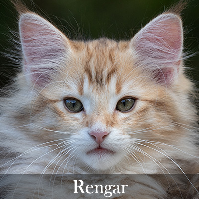 Rengar