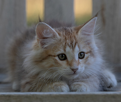 Rhea - 11 weeks old
