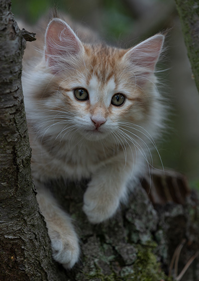 Rhea - 11 weeks old