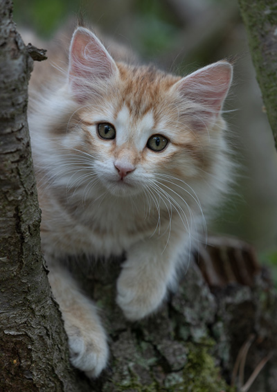 Rhea - 11 weeks old