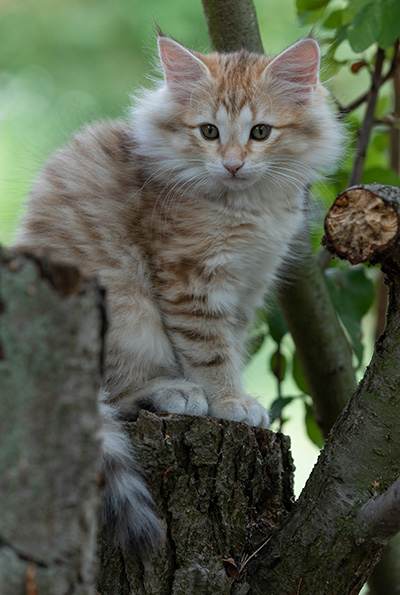 Rhea - 11 weeks old