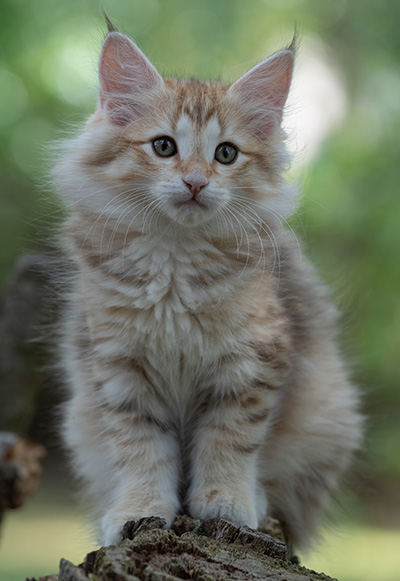 Rhea - 11 weeks old