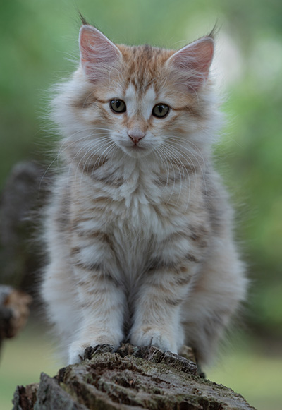 Rhea - 11 weeks old