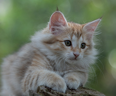 Rhea - 11 weeks old