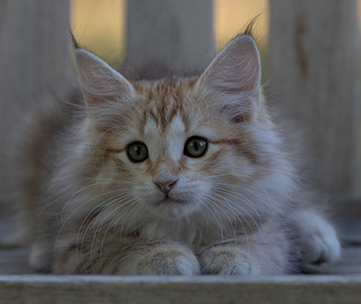 Rhea - 11 weeks old