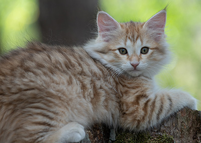 Rhea - 11 weeks old