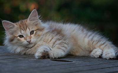 Rhea - 11 weeks old