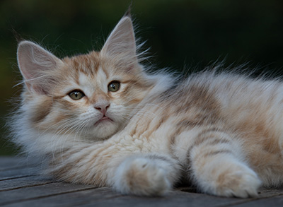 Rhea - 11 weeks old