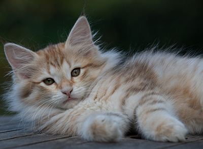 Rhea - 11 weeks old