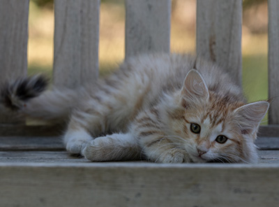 Rhea - 11 weeks old