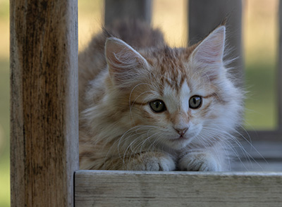 Rhea - 11 weeks old