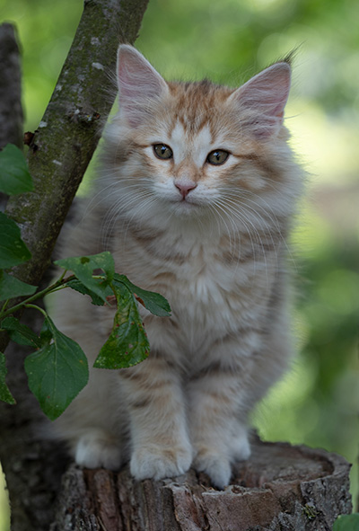 Rhea - 11 weeks old