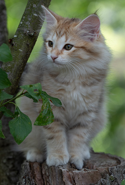 Rhea - 11 weeks old