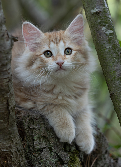 Rhea - 11 weeks old