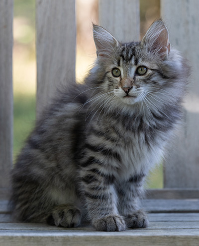 Rivendell - 11 weeks old