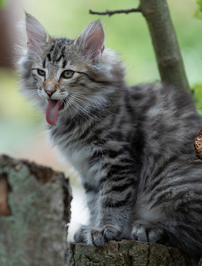 Rivendell - 11 weeks old