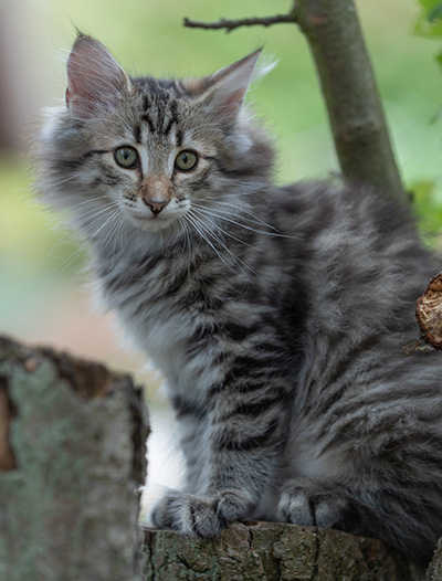 Rivendell - 11 weeks old