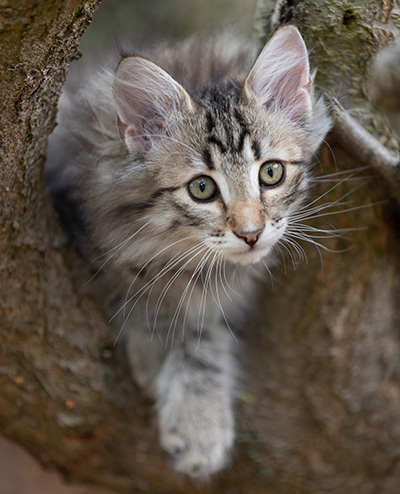 Rivendell - 11 weeks old