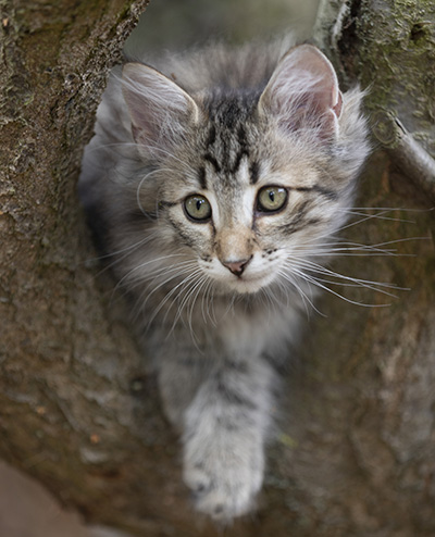 Rivendell - 11 weeks old