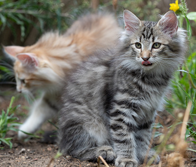 Rivendell - 11 weeks old