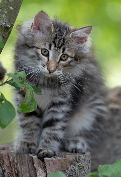 Rivendell - 11 weeks old