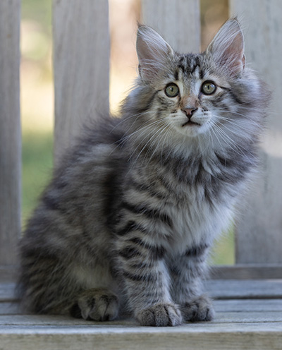 Rivendell - 11 weeks old