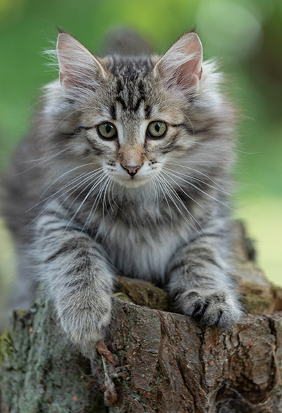 Rivendell - 11 weeks old