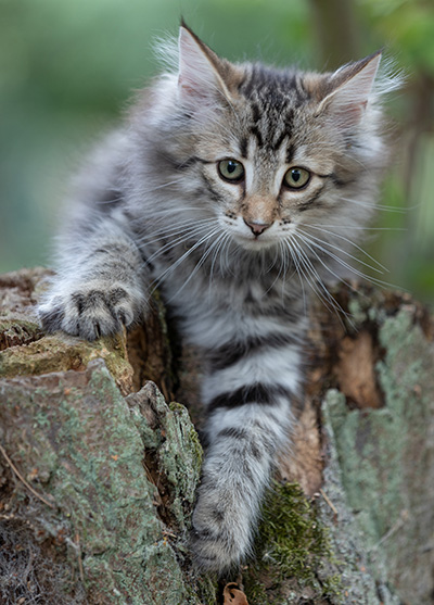 Rivendell - 11 weeks old