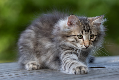Rivendell - 11 weeks old